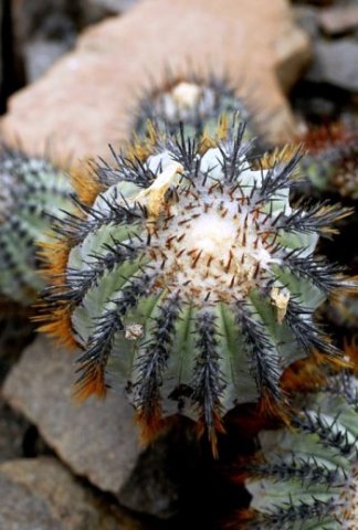 Copiapoa_calderana2